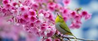 Beautiful green bird in a blossom tree - Pink flowers