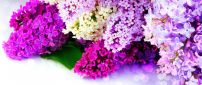 The most fragrant spring flowers - Coloruful Lilac