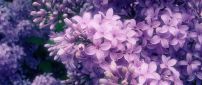 The most perfumed Spring flowers - Purple and pink Lilac