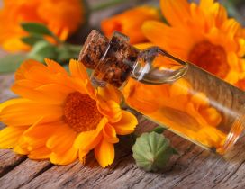 Gold liquid from Calendula Oil - Wonderful spring perfume