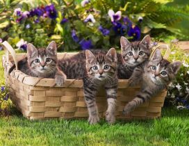 Four grey tiger cats in a basket - Sweet domestic animals