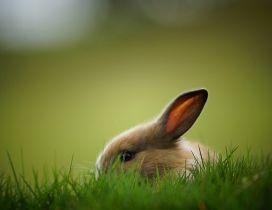 Light brown rabbit in the green grass - Domestic animal