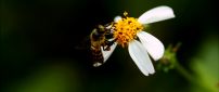Macro Spring wallpaper - Bee on a flower collecting pollen