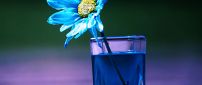Blue flower in a glass with blue water Abstract 3D wallpaper