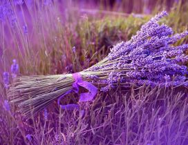 Small bouquet of Lavender flower - Beautiful color perfume