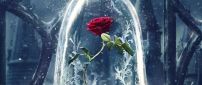 Wonderful red rose in a crystal globe - HD wallpaper