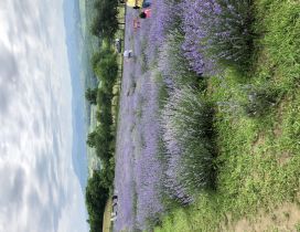 Lavender flower field in Romania - HD wallpaper