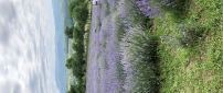 Lavender flower field in Romania - HD wallpaper