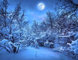 Big moon on a cold winter night - Light in the forest