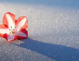 Lost red flower in the white snow - HD wallpaper