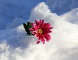 Beautiful pink flower in the white snow - Winter season