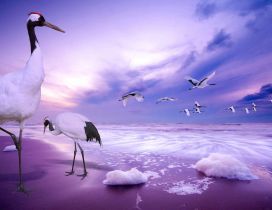 Beautiful birds on the beach - Purple sand and sky