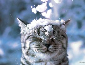 Sweet cat white snow animal hd wallpaper