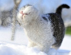 Sweet cat play in the snow - HD wonderful animal wallpaper