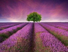 Wonderful field full of blossom lavender flowers