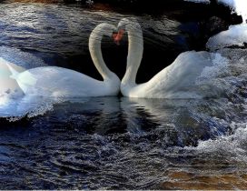 Two beautiful white swans on the lake - HD wallpaper