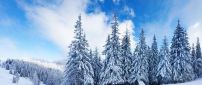 Beautiful white trees in the mountains - Winter season HD