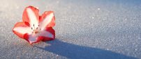 Lost red flower in the white snow - HD wallpaper