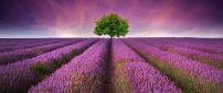 Wonderful field full of blossom lavender flowers