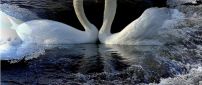 Two beautiful white swans on the lake - HD wallpaper