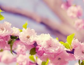 Blossom cherry flowers - HD spring season time wallpaper