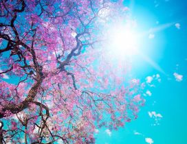 Sun on the sky - beautiful spring sunny day cherry blossom
