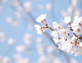 Wonderful white blossom tree flowers - Spring season