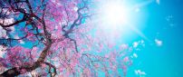 Sun on the sky - beautiful spring sunny day cherry blossom