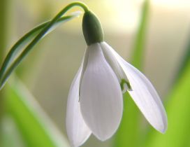 Beautiful one snowdrop - Spring season flower time