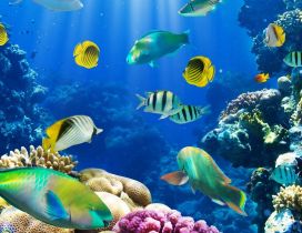 Wonderful fish in the ocean - Life under water