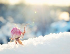 Frozen pink rose in the snow - Cold spring morning