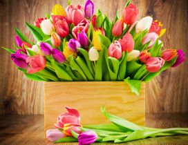 Wonderful bouquet of colorful tulips - HD wallpaper