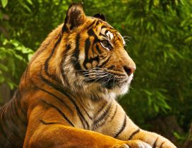 Big tiger wild animal - Beautiful HD wallpaper