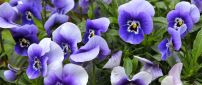 Wonderful blue spring flowers - HD wallpaper