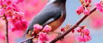 Sweet little bird on a branch in blossom - Spring time
