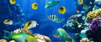 Wonderful fish in the ocean - Life under water