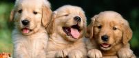 Three little puppies - Sweet dog animals fluffy