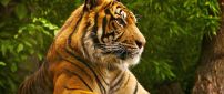 Big tiger wild animal - Beautiful HD wallpaper