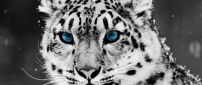 Beautiful blue eyes wild animal - white tiger