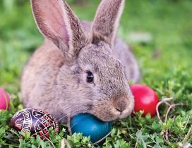 Brown bunny play with Easter eggs - HD wallpaper