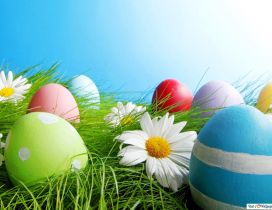 White flower and colorful Easter eggs - HD wallpaper