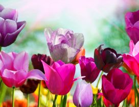 Beautiful garden full with colorful tulips - HD wallpaper