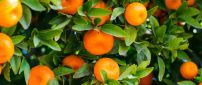 Tangerine tree full with fruits - HD wallpaper