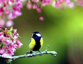 Beautiful blue and yellow bird on a brench blossom flowers