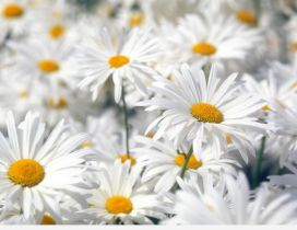 Wonderful white flowers - HD wallpaper