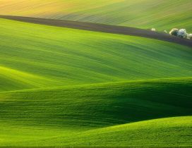 Wonderful green field - HD nature wallpaper