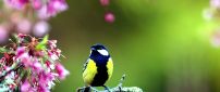 Beautiful blue and yellow bird on a brench blossom flowers