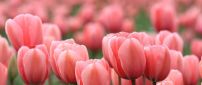 Wonderful pink tulips flowers - Garden full