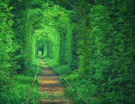 Old railroad in the beautiful green tunnel - HD wallpaper