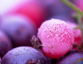 Macro ice blueberry - Beautiful frozen fruits HD wallpaper